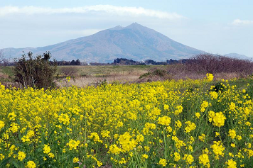 筑波山と菜の花