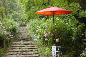 太平山神社表参道のあじさい坂