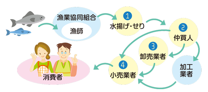 魚が私たちの食卓に並ぶまで、魚を漁師が捕り、水揚げ・せりの後仲買人を通して卸売業者・加工業者・小売業者から消費者に