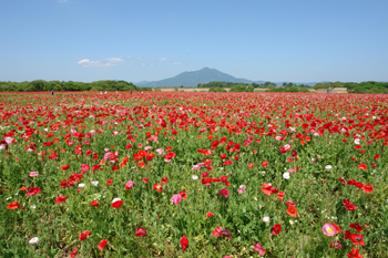 小貝川フラワーフェスティバル