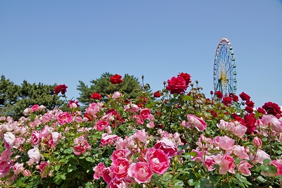 ひばり5月号表紙ひたち海浜公園のバラ