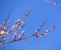 梅の花