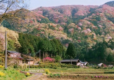 桜川の桜まつり02