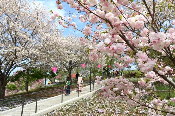 八重桜まつり01