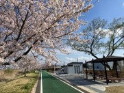 つちうら桜巡りライド風景