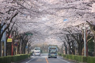 茨大通り