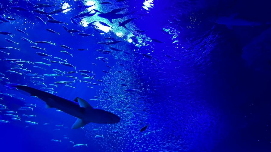 アクアワールド水槽