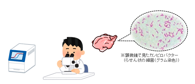 衛生研究所での取り込みイラスト