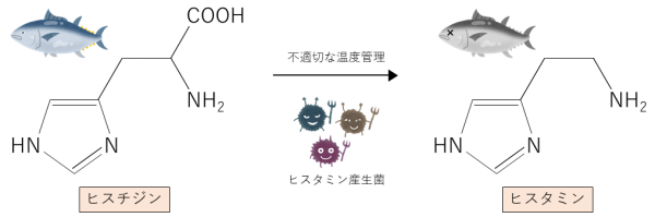 ヒスチジンからのヒスタミンの生成