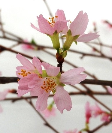 奥久慈桜