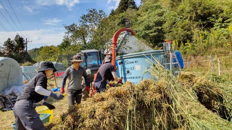 自給飼料の収穫作業写真