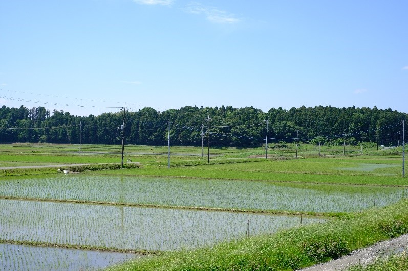 有ヶ池ほ場