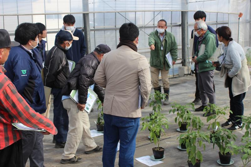 写真2施肥量の違いによる日焼け果発生試験検討の様子