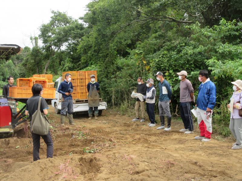 かんしょ収穫作業現地研修会2