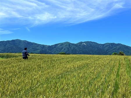 小麦採種圃場審査（1次）