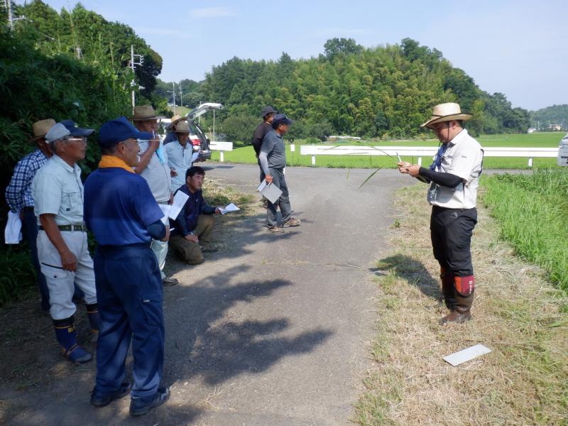 幼穂長の確認