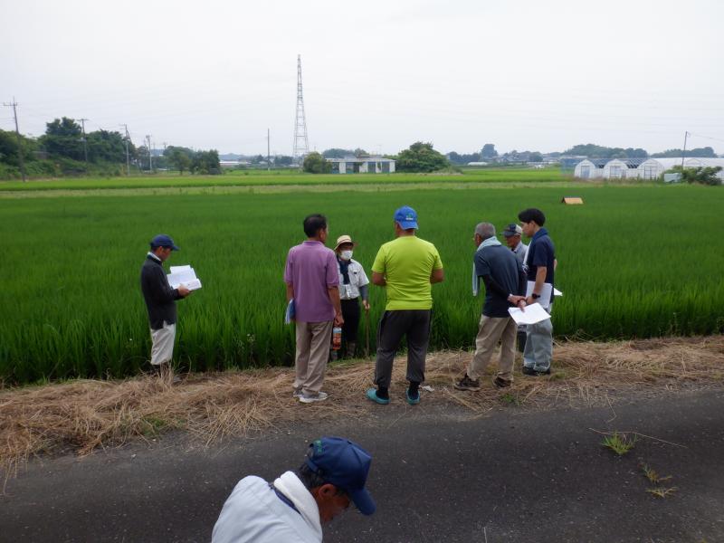 水稲生育状況の調査