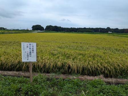 明野圃場