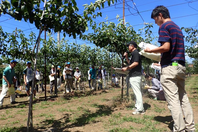 ジョイント栽培の状況について説明する園主の粟野氏