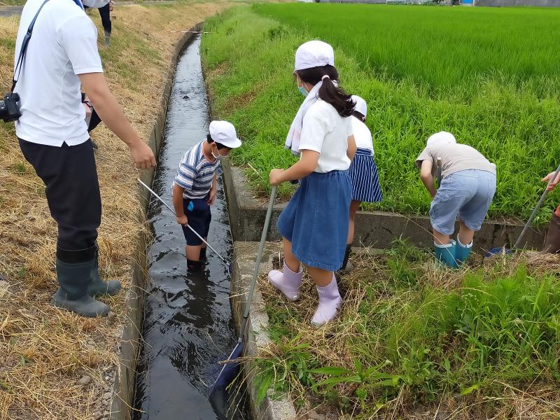 生き物調査水路