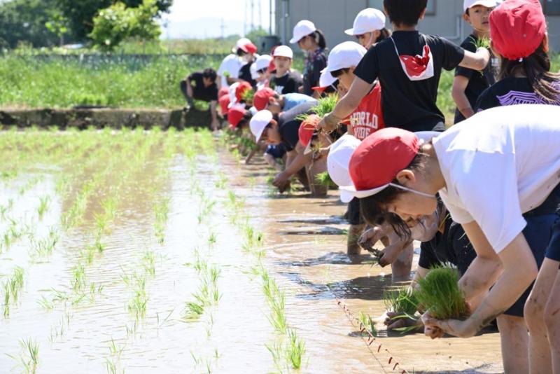 田植え２