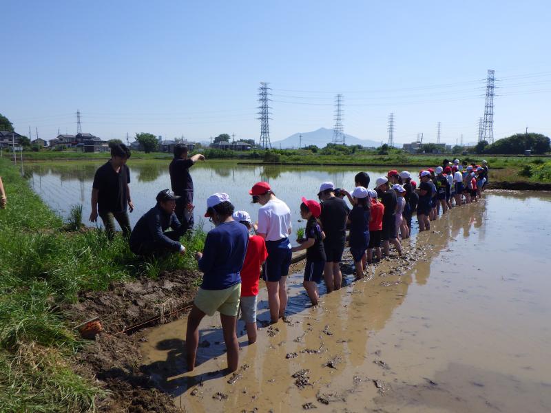 田植え開始