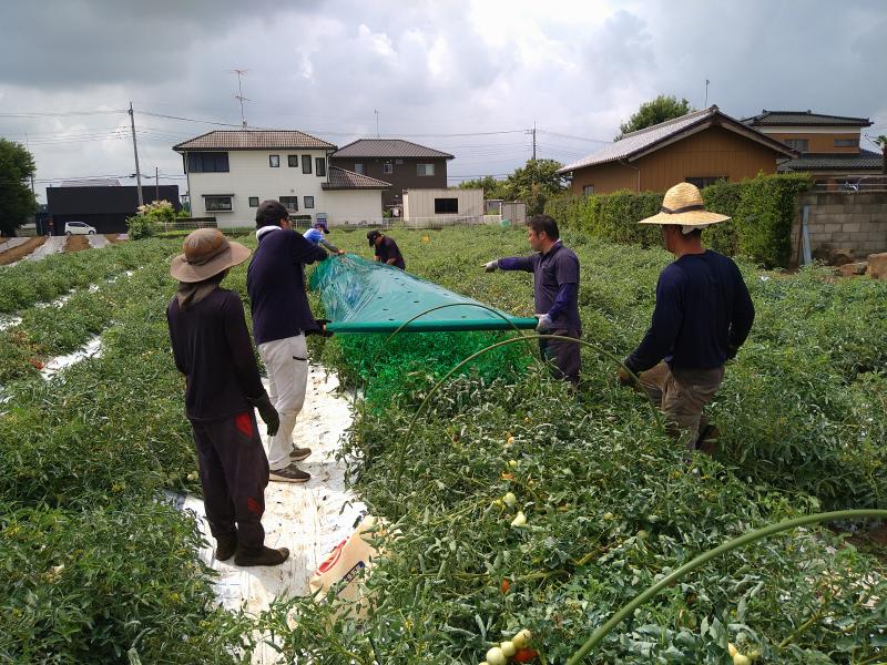 緑マルチを被覆する職員