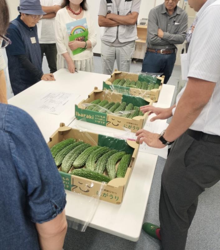 ニガウリの規格を確認する生産者