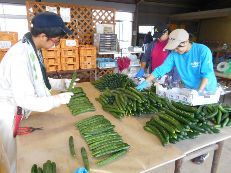 施設野菜コース