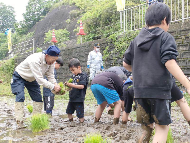 田植え体験