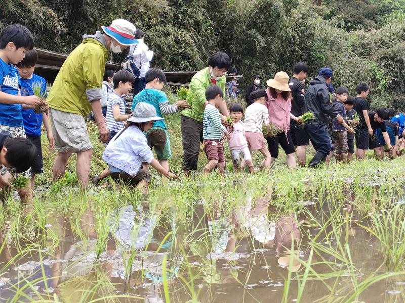 田植え体験