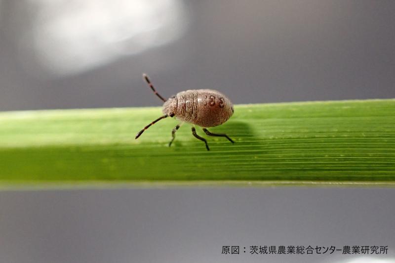 イネカメムシ幼虫