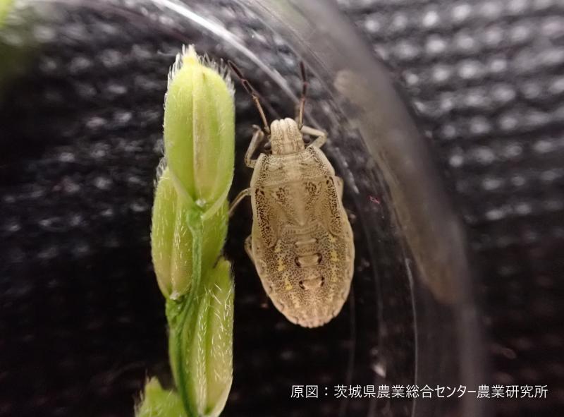 イネカメムシ5齢幼虫