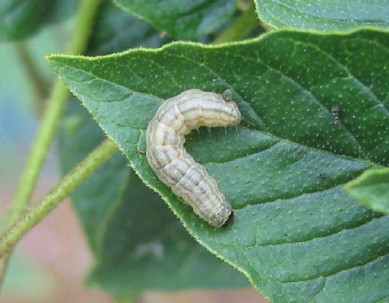 ハイマダラノメイガ幼虫