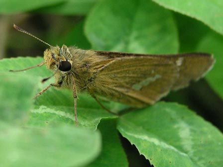 イネツトムシ成虫