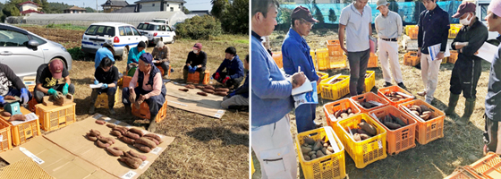写真4:収量・品質を確認している様子(左)現地検討会の様子(右)