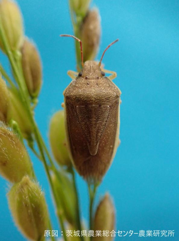 イネカメムシの成虫