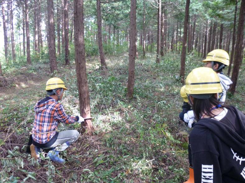 写真、普及指導員による間伐実演の様子