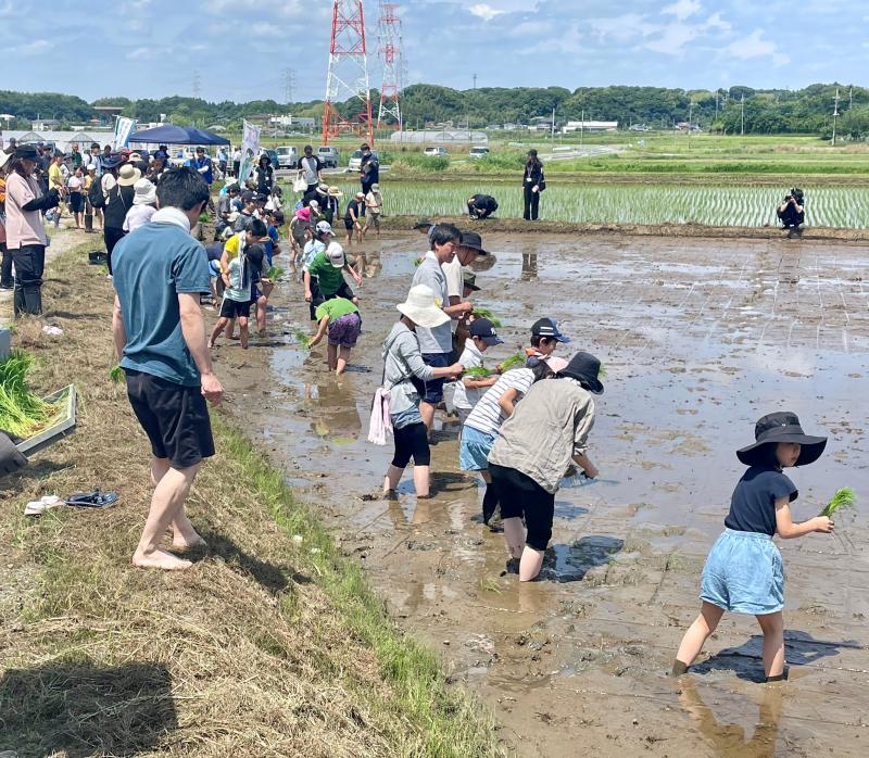 田植え様子