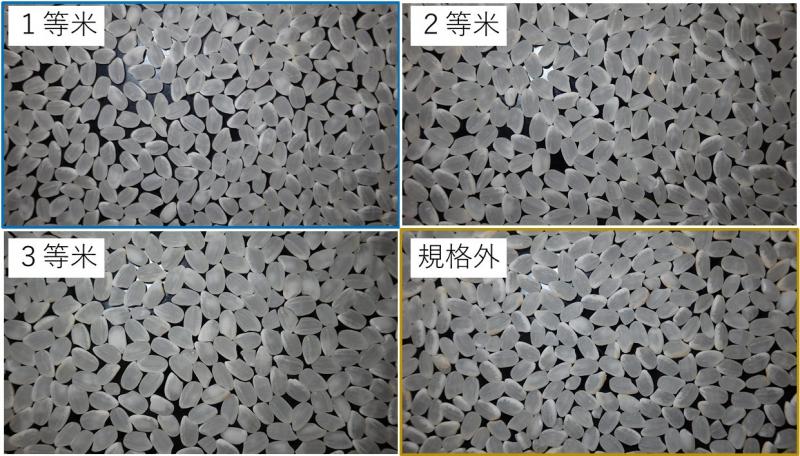 等級別精米画像（寄り）