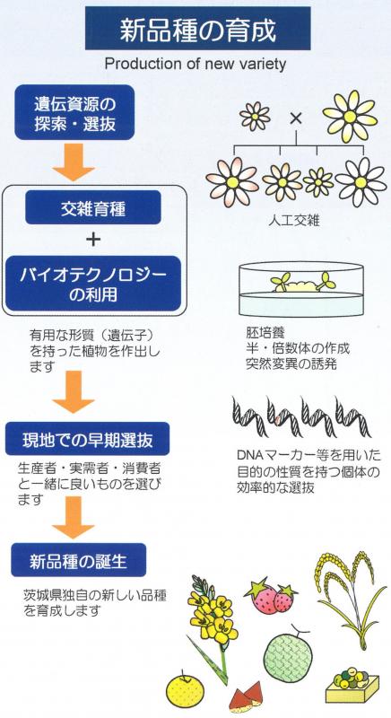 品種育成のフロー図