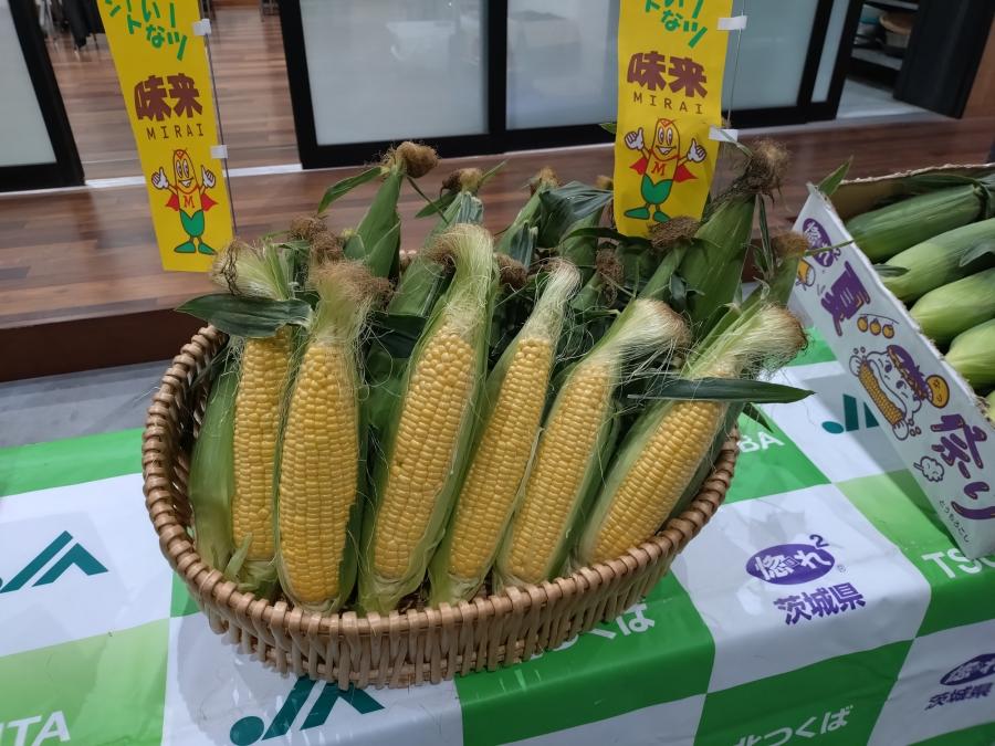 とうもろこし「味来」