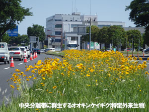 特定外来生物除去・啓発イベントの写真3