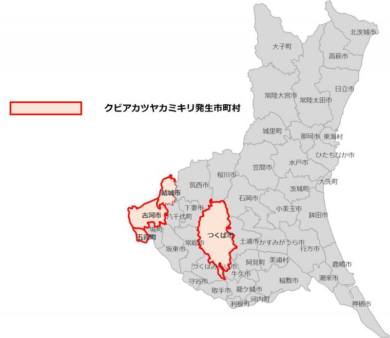 クビアカツヤカミキリはつくば市、結城市、古河市、五霞町で発生しています。