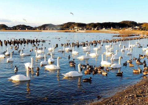 写真、北浦の野鳥